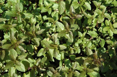 [0] Mentha x piperita 'After Eight' - Schoko-Minze
