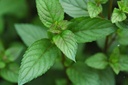 Mentha x smithiana - Rote Minze
