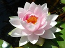 Nymphaea 'Darwin' - Seerose