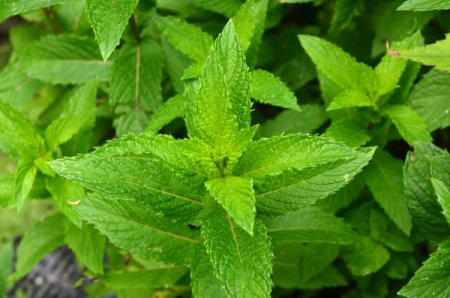 [0] Mentha spicata 'Englische Grüne' - Englische Minze
