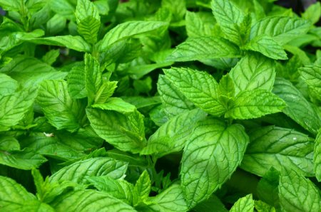 [0] Mentha spicata 'Spearmint' - Spearmint