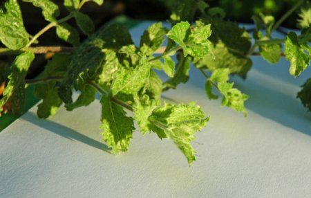 [0] Mentha spicata var. crispa - Krause-Minze