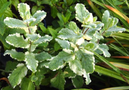 [0] Mentha suaveolens 'Variegata' - Weißbunte Ananasminze