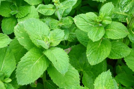 [0] Mentha villosa var. alopecuroides - Riesen-Apfelminze