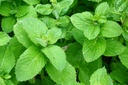 Mentha villosa var. alopecuroides - Riesen-Apfelminze