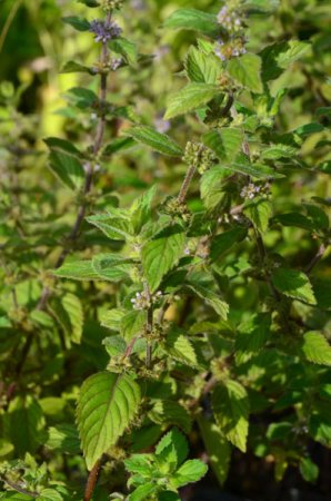 [0] Mentha 'Lavendel' - Lavendel-Minze