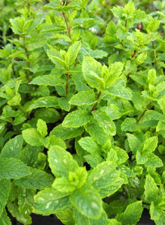 [0] Mentha 'Nemorosa' - Mojito-Minze