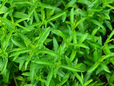 [0] Mentha 'Storchennest' - Storchennest-Minze