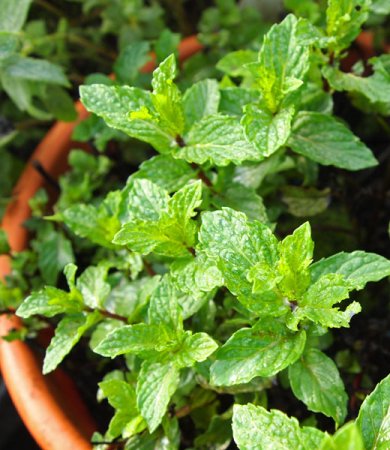 [0] Mentha 'Thai Bai Saranae' - Thai-Minze
