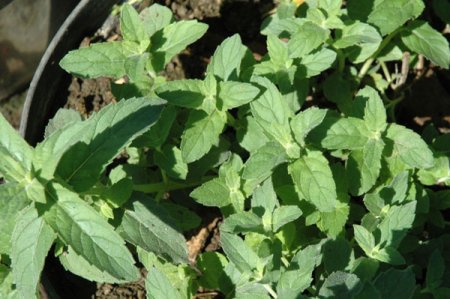 [0] Mentha 'Tomentosa' - Feigen-Minze