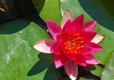 [0] Nymphaea 'Ellisiana' - Seerose