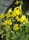 Mimulus luteus - Gelbe Gauklerblume