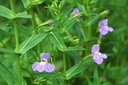 Mimulus ringens - Amerikanische Gauklerblume