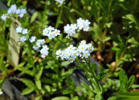 [0] Myosotis scorpioides - Sumpf-Vergissmeinnicht