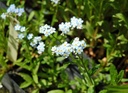 Myosotis scorpioides - Sumpf-Vergissmeinnicht