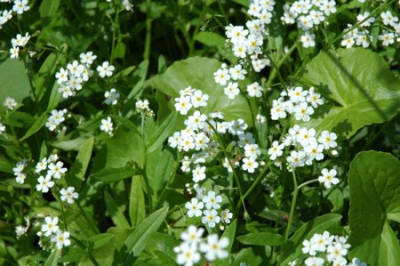 [0] Myosotis scorpioides 'Ice Pearl' - Sumpf-Vergissmeinnicht