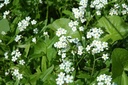 Myosotis scorpioides 'Ice Pearl' - Sumpf-Vergissmeinnicht