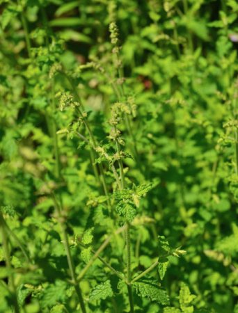 [0] Mentha x piperita 'Erdbeere' - Erdbeer-Minze