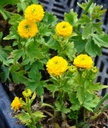 Ranunculus acris 'Multiplex' - Gefüllter Hahnenfuß