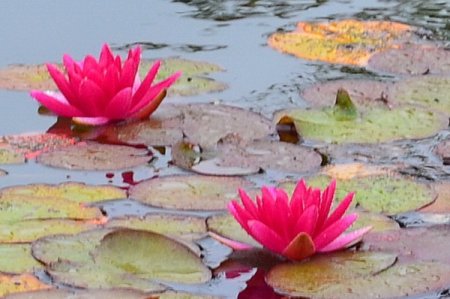 [0] Nymphaea 'Escarboucle' - Seerose