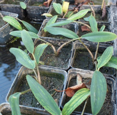 [0] Orontium aquaticum - Goldkeule