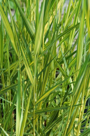 [0] Phragmites australis 'Variegatus' - Buntblättriges Schilf