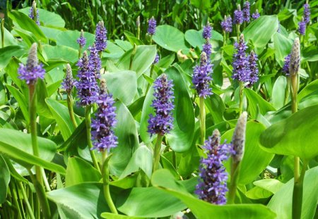 [0] Pontederia cordata - Herzblatt-Hechtkraut