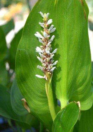 [0] Pontederia cordata 'Alba' - Weißes Herzblatt-Hechtkraut