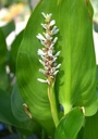 Pontederia cordata 'Alba' - Weißes Herzblatt-Hechtkraut