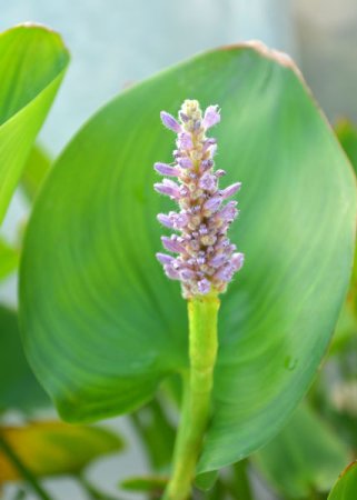 [0] Pontederia cordata 'Pink' - Rosa Herzblatt-Hechtkraut