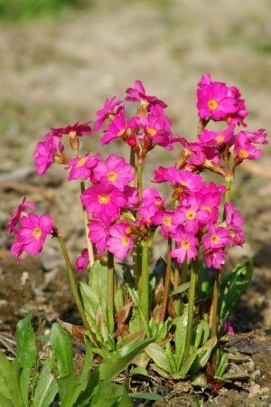 [0] Primula rosea 'Gigas' - Rosen-Primel
