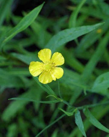 [0] Ranunculus lingua - Zungen-Hahnenfuß