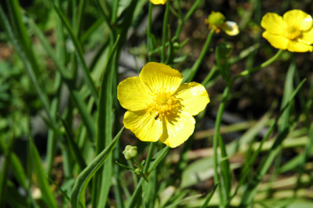 [0] Ranunculus lingua schmalblättrig - Zungen-Hahnenfuß
