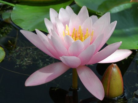 [0] Nymphaea 'Norma Gedye' - Seerose