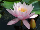 Nymphaea 'Norma Gedye' - Seerose