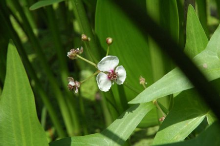 [0] Sagittaria sagittifolia - Gewöhnliches Pfeilkraut