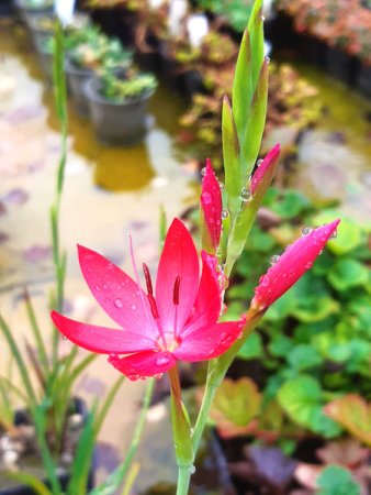 [0] Hesperantha coccinea - Spaltgriffel