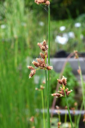 [0] Schoenoplectus lacustris - Echte Teichbinse