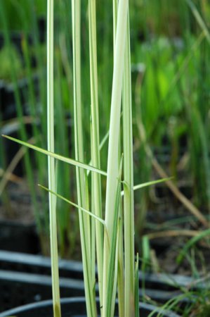 [0] Schoenoplectus tabernaemontani 'Albescens' - Weiße Teichbinse