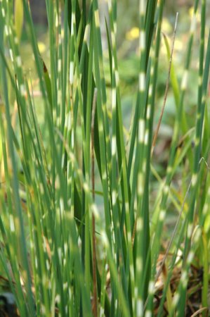 [0] Schoenoplectus tabernaemontani 'Zebrinus' - Gestreifte Teichbinse