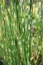 Schoenoplectus tabernaemontani 'Zebrinus' - Gestreifte Teichbinse