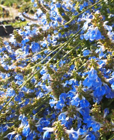 [0] Salvia uliginosa - Pfeffer-Salbei (Staudensubstrat)