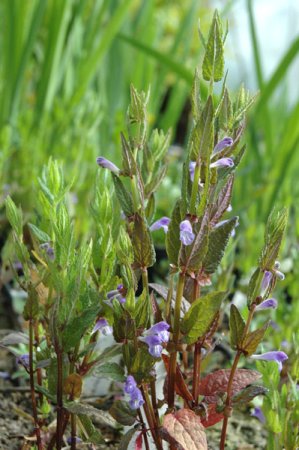 [0] Scutellaria galericulata - Sumpf-Helmkraut