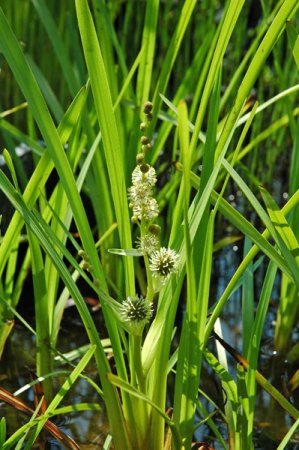 [0] Sparganium erectum - Ästiger Igelkolben