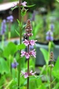 Stachys palustris - Sumpf-Ziest