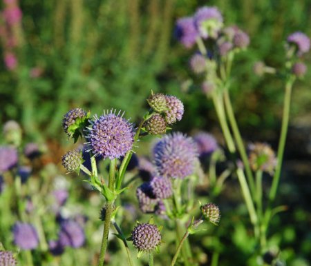 [0] Succisa pratensis - Teufelsabbiss