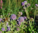 Succisa pratensis - Teufelsabbiss