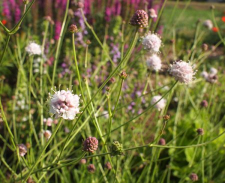 [0] Succisella petteri - Moorabbiss