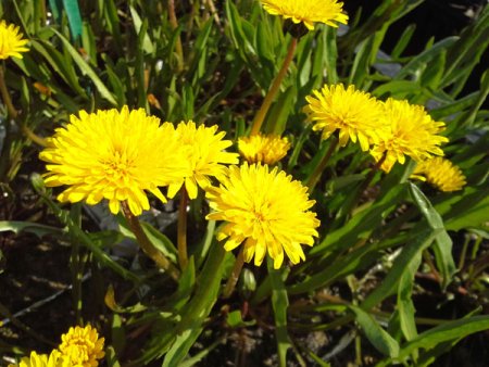 [0] Taraxacum palustris - Sumpf-Löwenzahn
