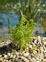 Thelypteris palustris - Sumpffarn